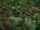 Camouflage.png