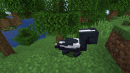 A Skunk in a Forest.
