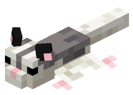 Sugar Glider