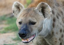 Spotted Hyaena (Crocuta crocuta) female close-up ... (31339658775).jpg