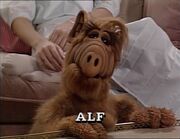 Alf