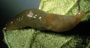 Slug.jpg