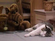 ALF hypnotizes Lucky to make him think he is a bagel.