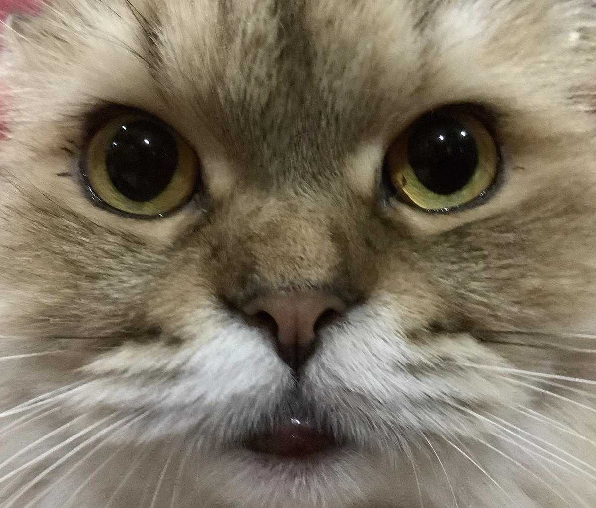 MiloGaming13 | Algicosathlon camps Wiki | Fandom