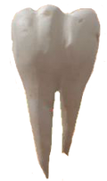 Dente.png