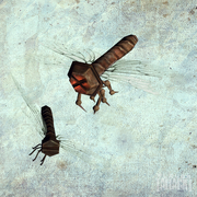 Bolterfly.png