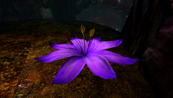 Shrinking Violet