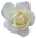 White-rose-transparent-isolated.png