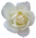 White-rose-transparent-isolated