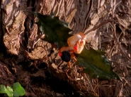 La Luciérnaga de Postre en "Alicia y el Espejo Mágico"