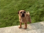 El Cachorro en la película de Nick Willing