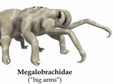 Megalobrachidae