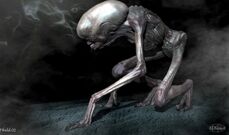 Fifieldrezard