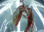 An immature Trilobite removed from Shaw's body