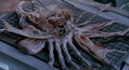 Facehuggerdissected