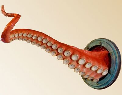 Wall-tentacle-2 njauC 24431.jpg