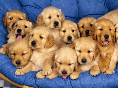 Cute-dog-40