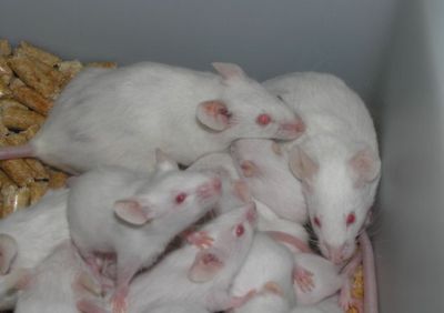 Mouse | Life, the Universe and Everything Wiki | Fandom
