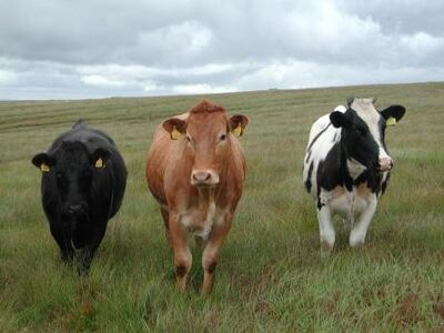 Cattle 1.jpg