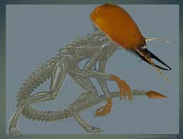 Zedreomorph.png