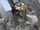 Chitauri