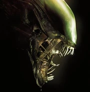 Xenomorph Alien.jpg (22 KB) A Xenomorph on the cover of the Alien Anthology DVD set.
