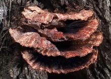 Fungus from Parallel Dimension