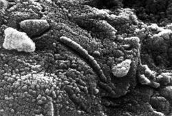 Martianbacteria.jpg