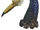 Burrowing Snagret