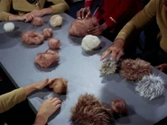 Tribbles02.jpg (142 KB)