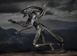 Xenomorfo