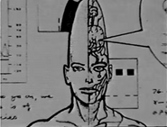 Remulakian Female Anatomy: Head