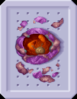 Silacoidautopsy.gif