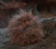 Fizzgig3