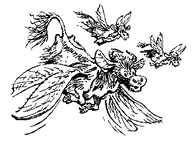 Sklisses
