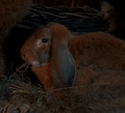 Endorian Rabbit