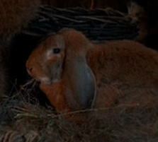 Endorian Rabbit.png