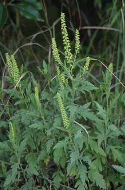 A ragweed, roughly how Carl Shrubs would appear.