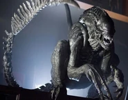 WarriorXenomorph.jpg (57 KB) Warrior