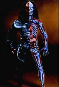 Klingon anatomy small