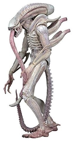 Xenomorph | Alien Species | Fandom