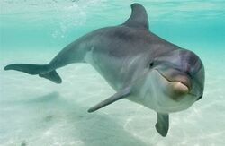 Dolphin