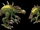 Featherump