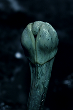 Hammerpede2.png