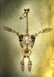 Swimmer Skeleton