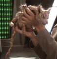 Cardassian Vole