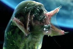 Predalien-1.jpg