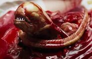 Chestburster