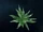 Crystalline Entity (Stellaris)