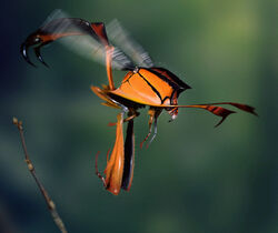 Hellfirewasp.jpg